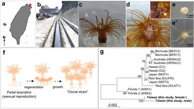 Possible germline progenitor cells in extra-gonadal tissues of the sea anemone, Exaiptasia diaphana